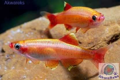 MISIEKZOO Karpiowate - Kardynałki Chińskie /  Albino już od 1,80 zł