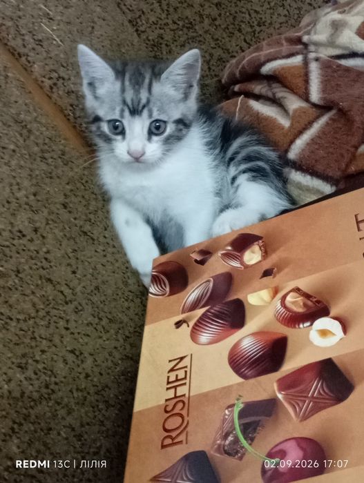Кошеня. Кошенята. Котик.