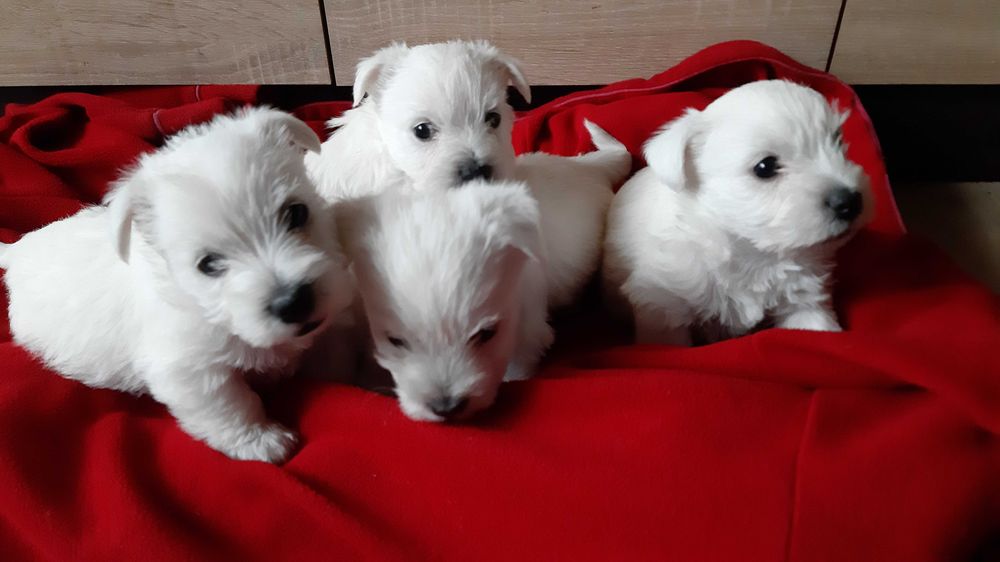 West Highland White Terrier