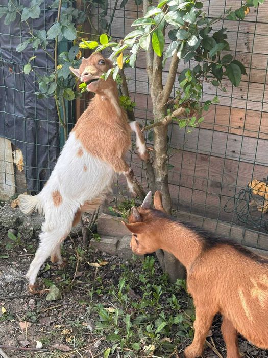 Cabras anãs 7 meses
