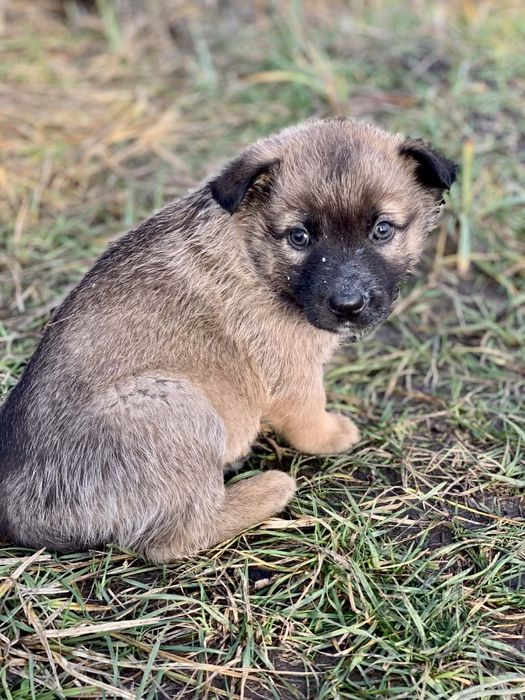 Отдам щенка-девочку