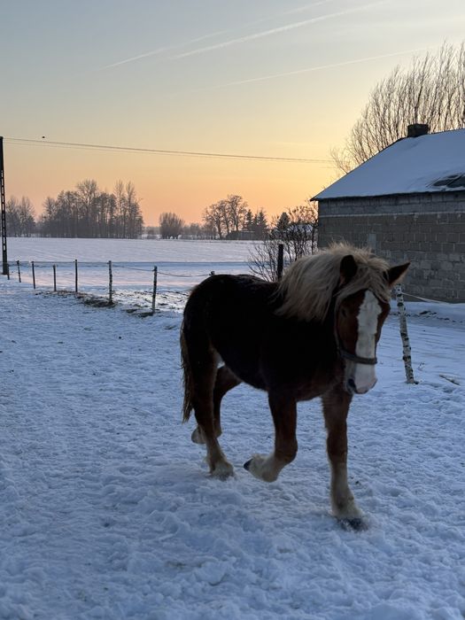 Sprzedam klacz.     ,