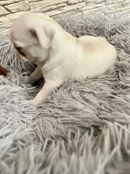 Biały chłopiec  mops unikat