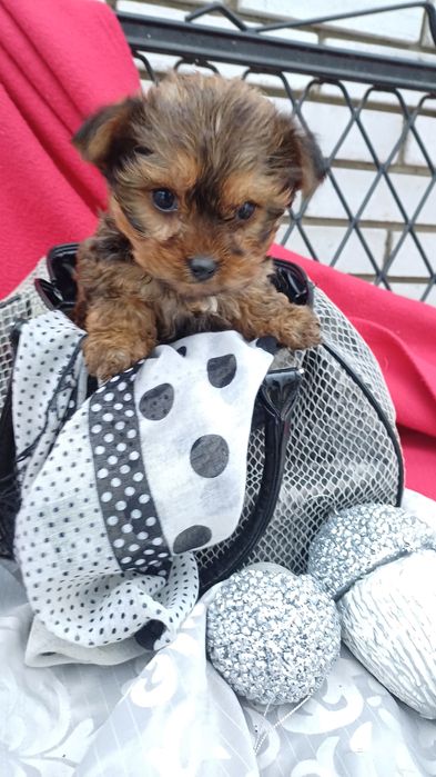Міні дівчинка -йоркширський тер'єр.