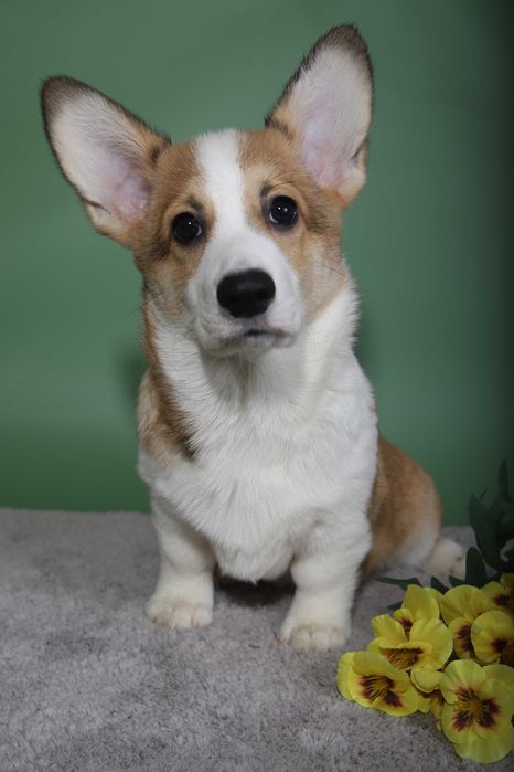 Мальчик корги ZEPHIR