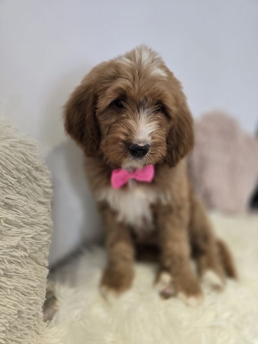 Goldendoodle f1 standard
