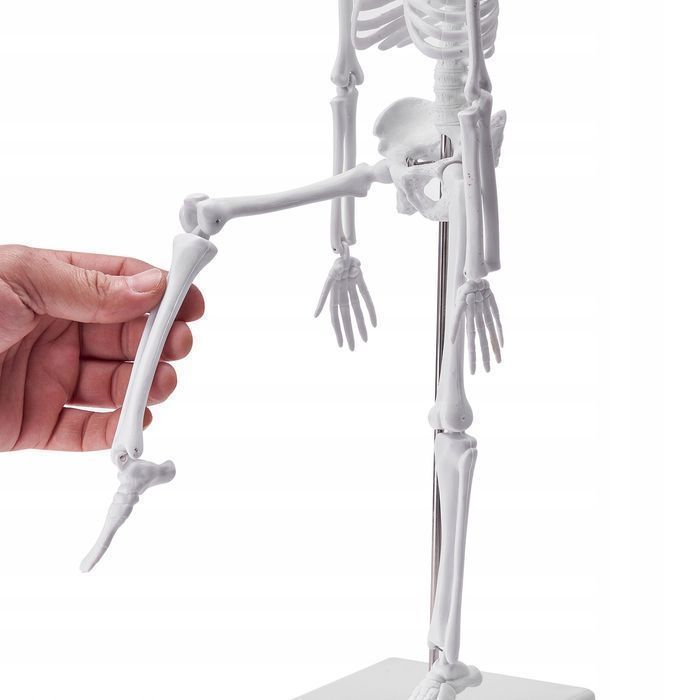 Vevor 4-częściowy model anatomii człowieka kompletny zestaw