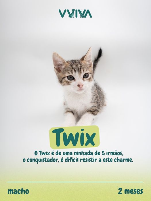 Gatinhos para adoção responsável