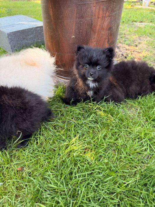 Szpic miniaturowy pomeranian kolor czarny i biały