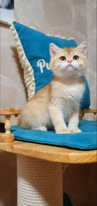 золотая британская шиншилла