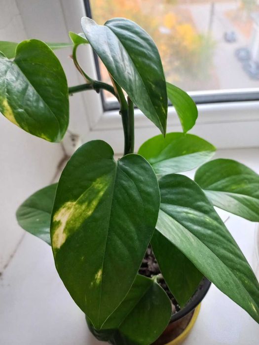 Распродажа  цветов. Только Харьков