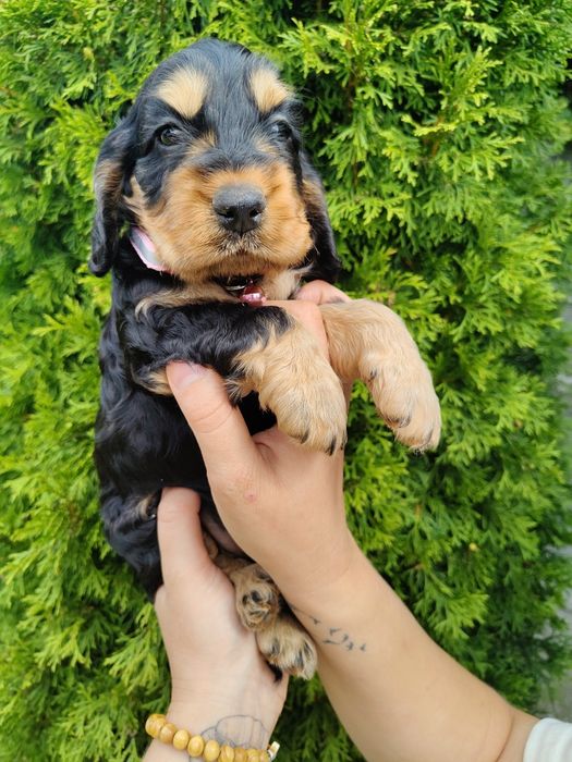 Piękna unikatowa sunia Cocker Spaniel z rodowodem