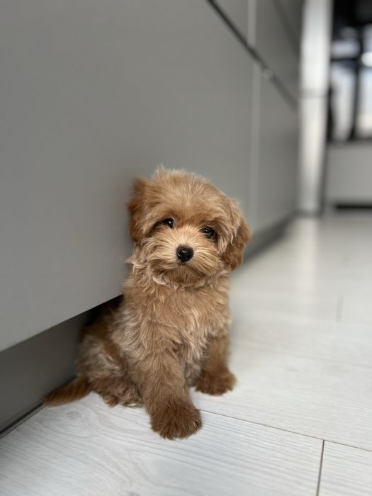 Мини девочка мальтипу ф1 карамельного окраса