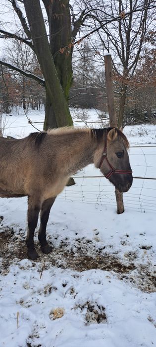 Klacze programowe Konika Polskiego