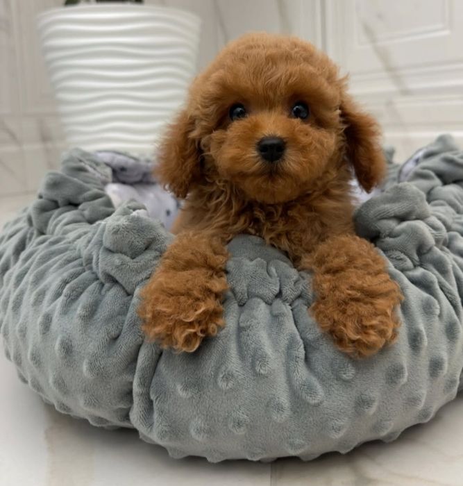 Той пудель, гарненький малиш