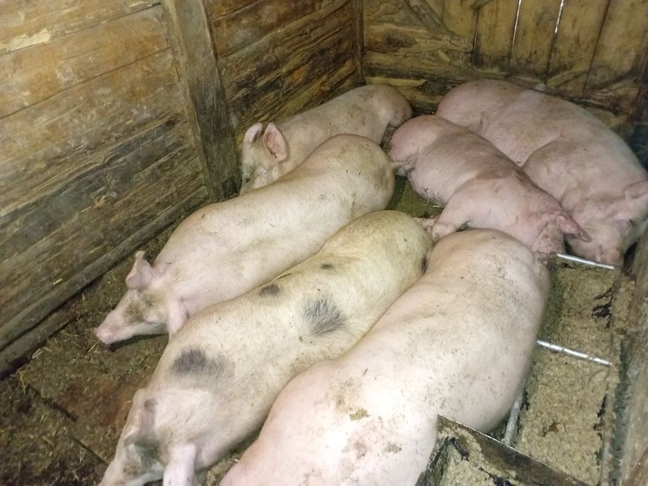 Продам свиней домашніх на м'ясо