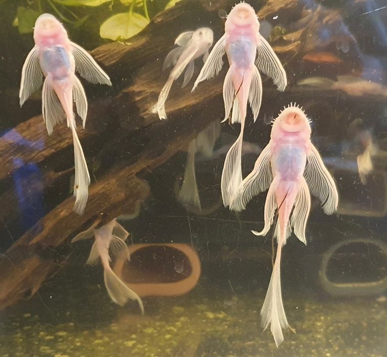 SAMIEC Snow White long fin WELONIASTY dorosły Wysyłka