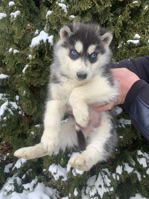 Продам цуценят Сибірської Хаскі