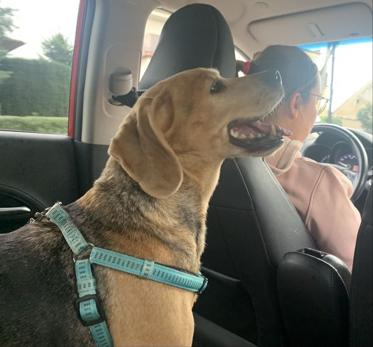 PILNIE potrzebny dom dla starszej, łagodnej suni a'la beagle