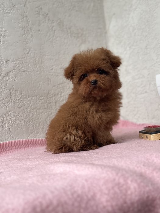 Микро девочка мальтипу кривой рог коричневая ред браун