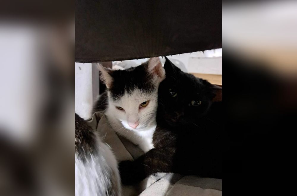 Prześliczna kotka marzy o domu!