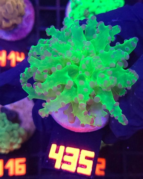 Euphyllia paradivisa purple tip 1h (435) [Koralowiec]