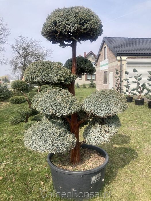 Donica Bonsai - Juniperus squamata "MEYERI"-180 cm-Duże kule
