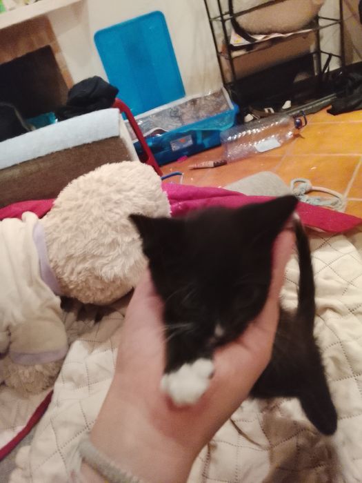 Gatinho e gatinha