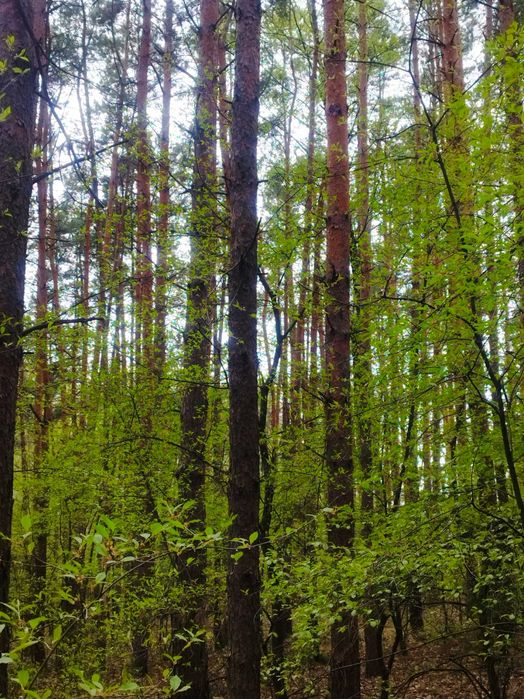 Sprzedam las 1,8 ha Targonie.