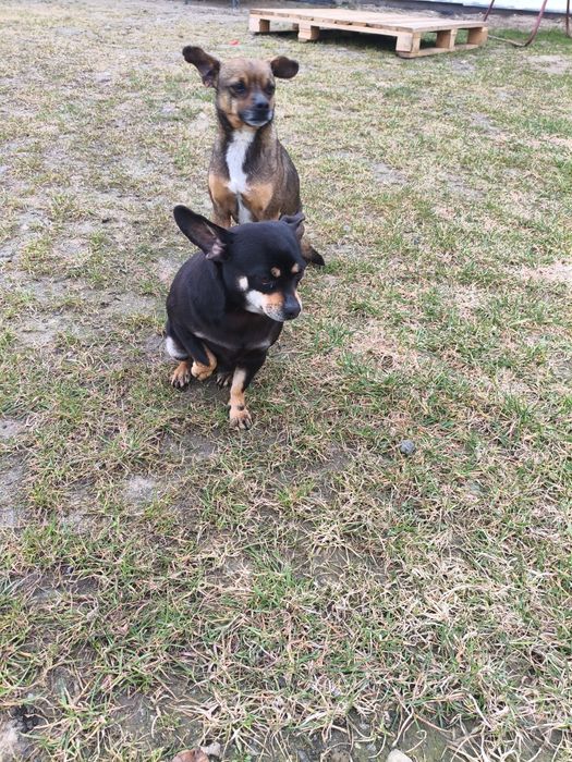 Oddam pinczery miniaturowe