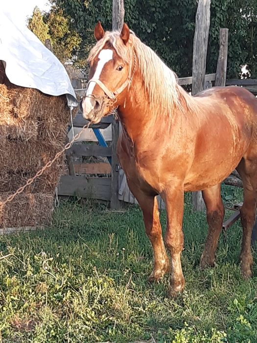 Продам трирічного жеребця