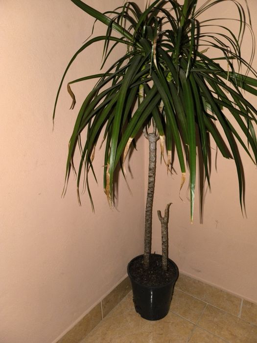 Sprzedam kwiat Dracena