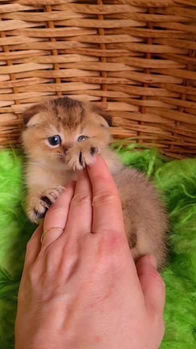 Красавчик золотая шиншилла