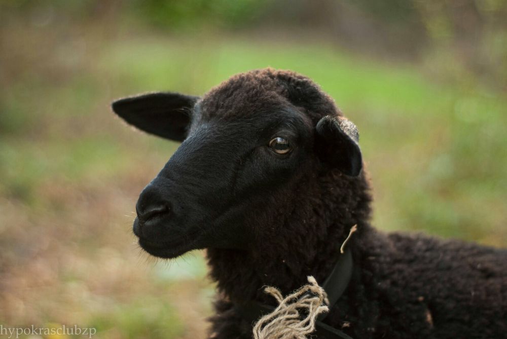 Бараны живой вес