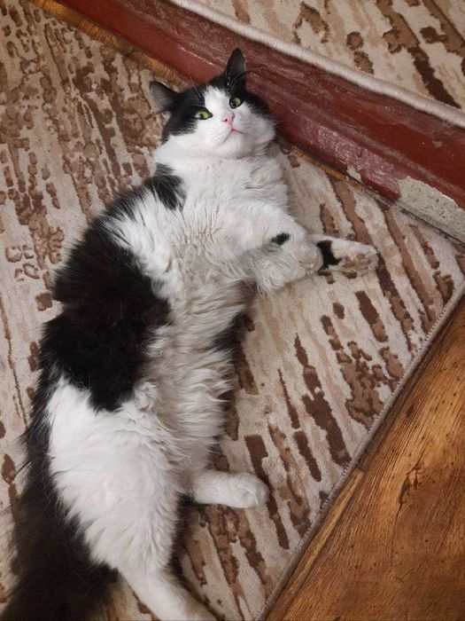 Віддам котів, у дбайливу сім'ю