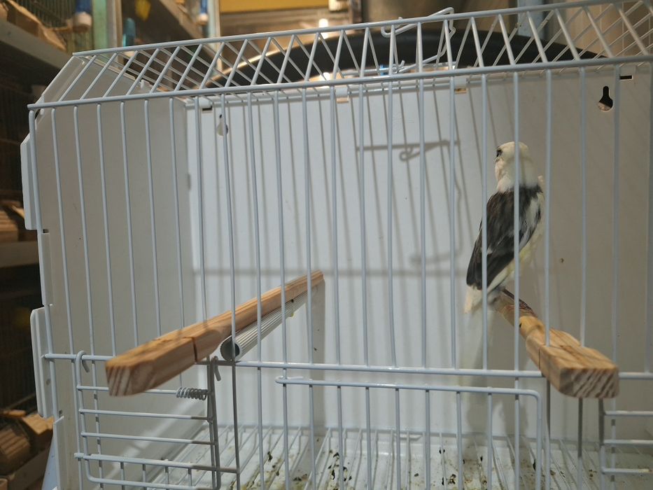 Canario largies espanhol