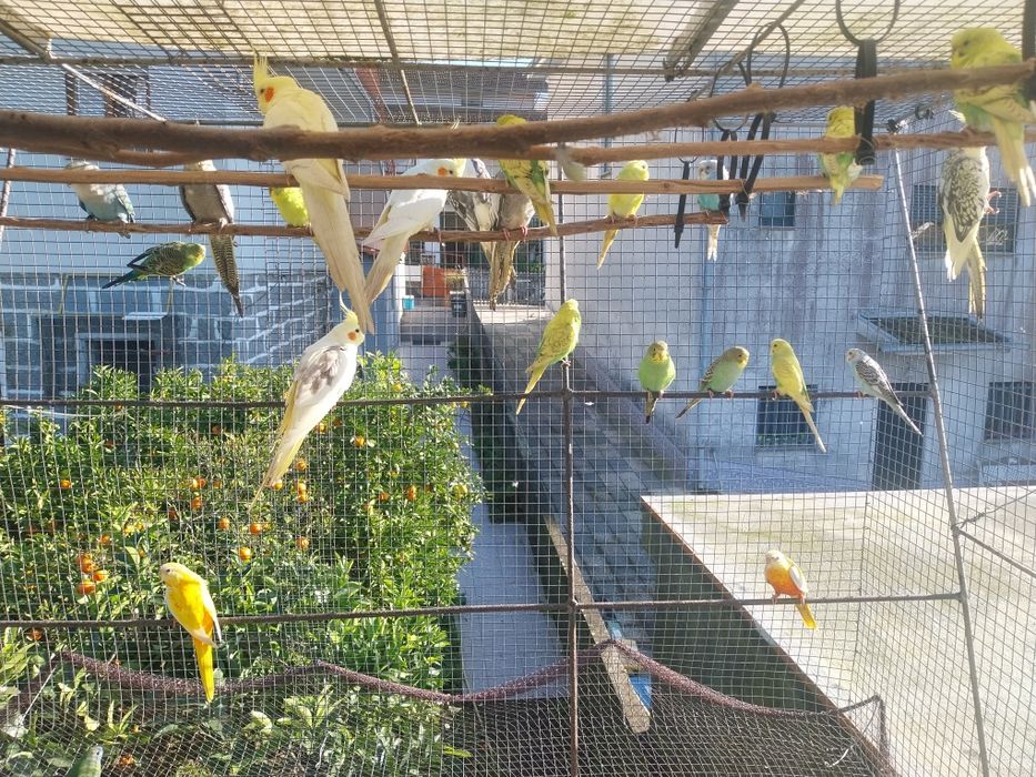 Caturras periquitos turquesinos agapornis