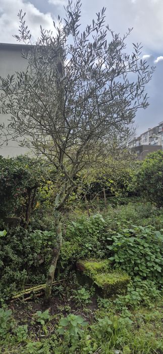 Várias planta de quinta para desocupar