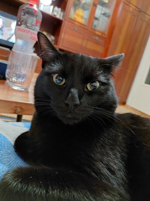 Віддам в добрі руки котика