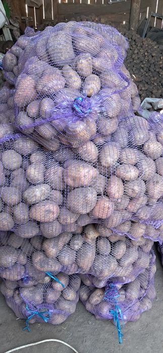 Продам картоплю. Картопля.