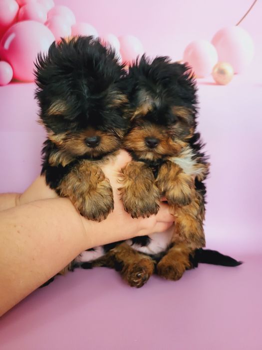 Мини йорки супер щеночки