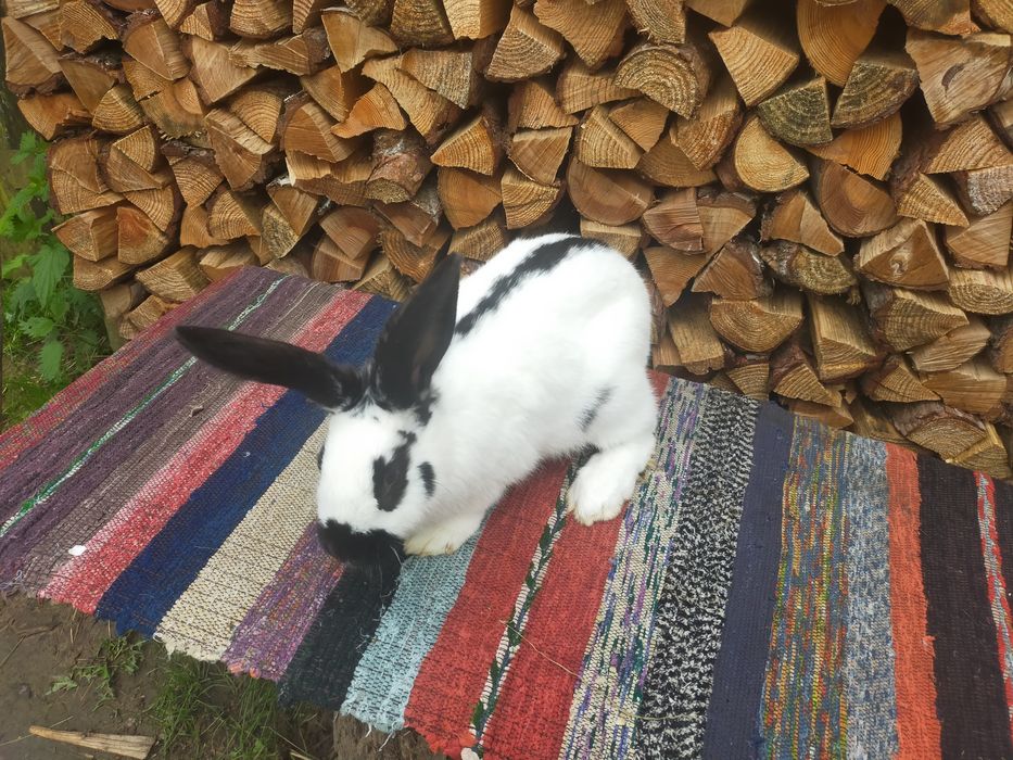 Кролі на плем'я Строкачі. Кролики, молодняк,кітні самки, робочі самці