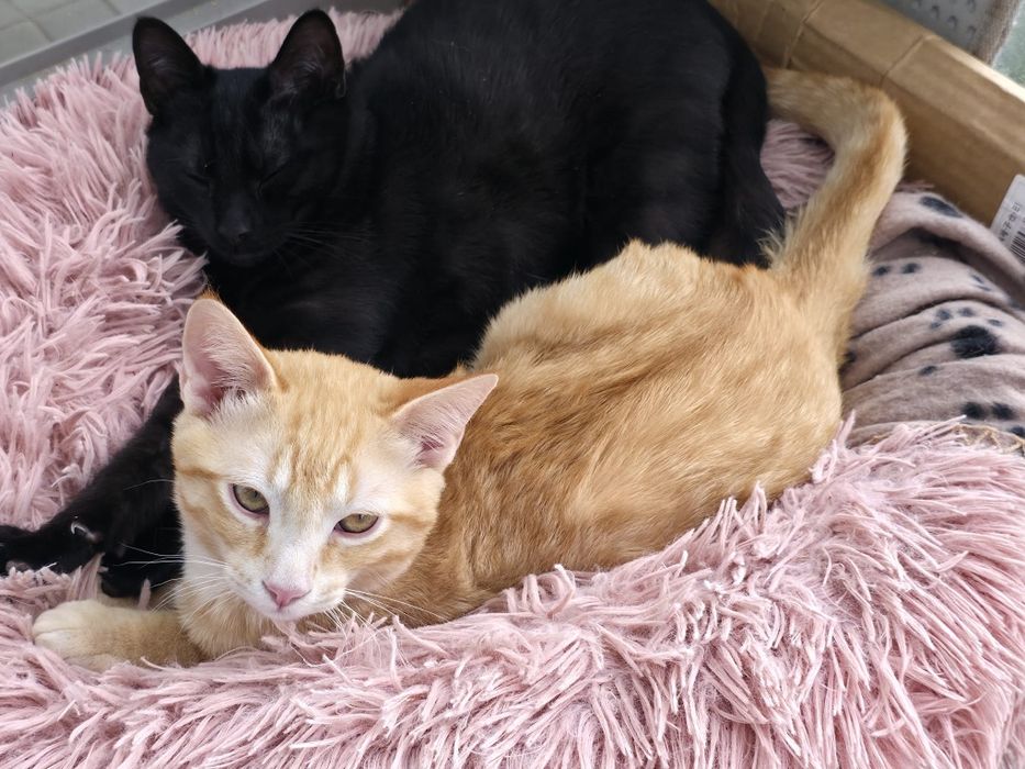 Gatinhos bebés 3,5 meses ADOÇÃO CONJUNTA