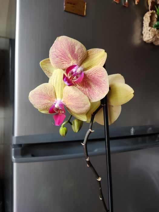 Продам орхидею в отличном состоянии.