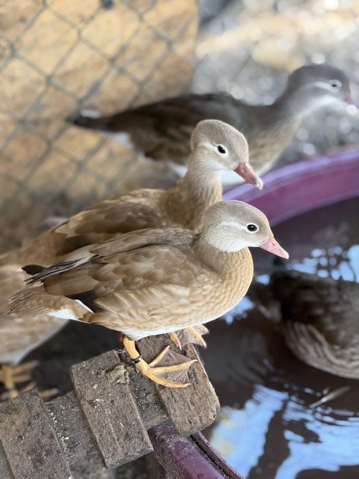 Patos ornamentais raça Mandarim
