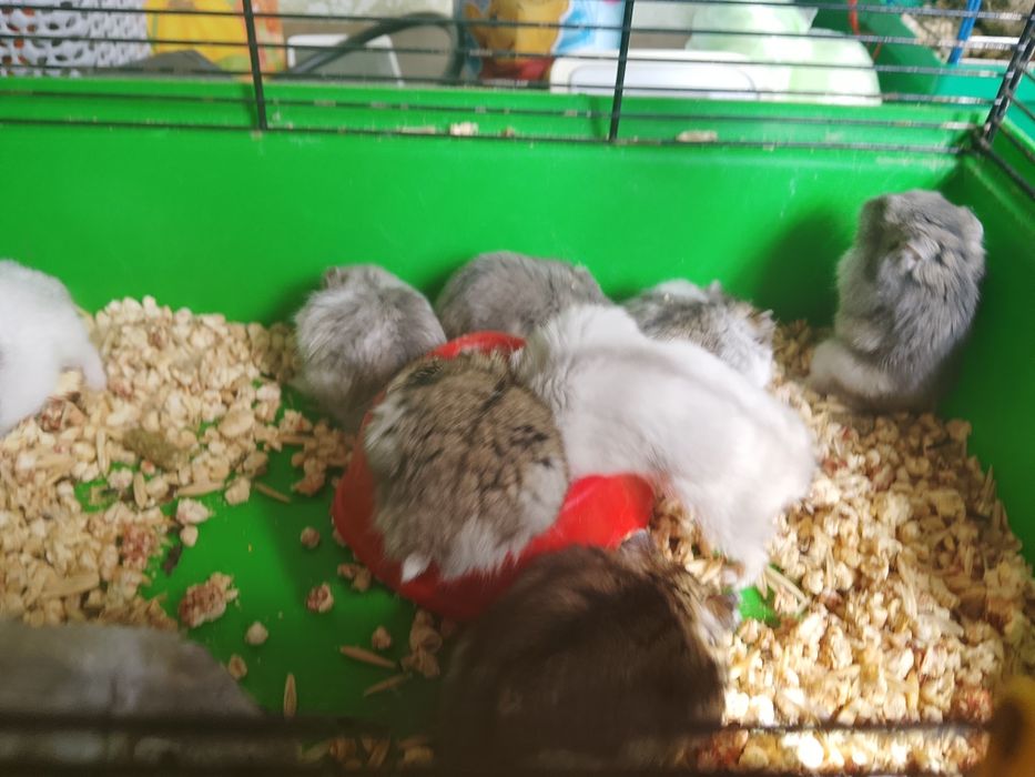 Джунгарский хомяк