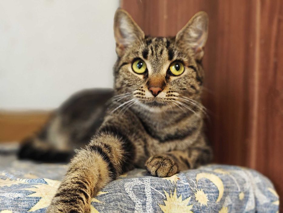 Шикарна лялечка молода киця Мавка, 1 рік чекає на тебе. Коти, киці