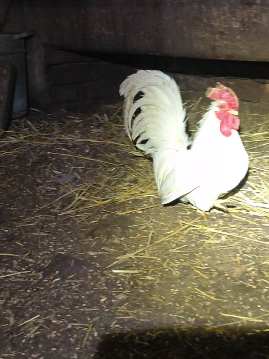 Chabo biały kogucik