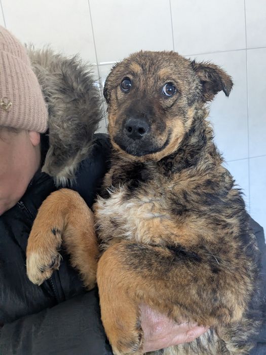 Щеня Стася шукає родину