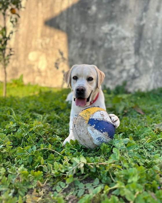 Labrador Retriever - Cachorrinho disponível (LOP + Afixo)